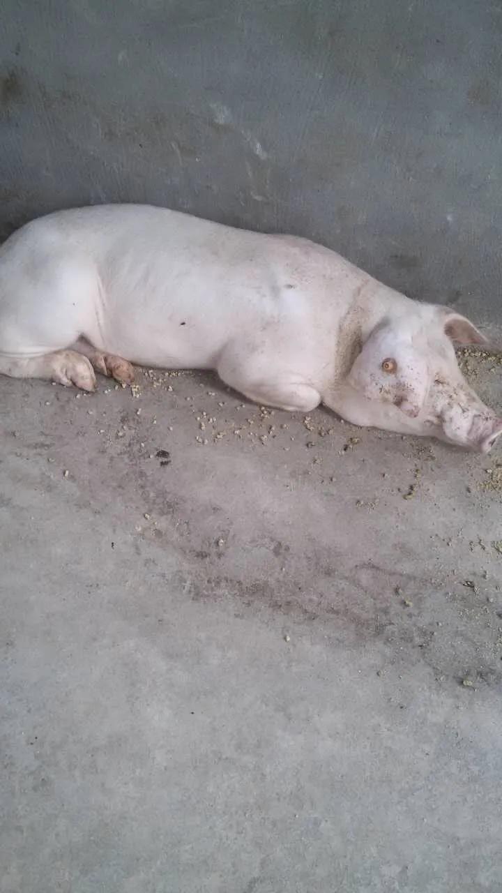 猪皮肤发白怎么治疗用什么药,猪皮发红有什么方法变白