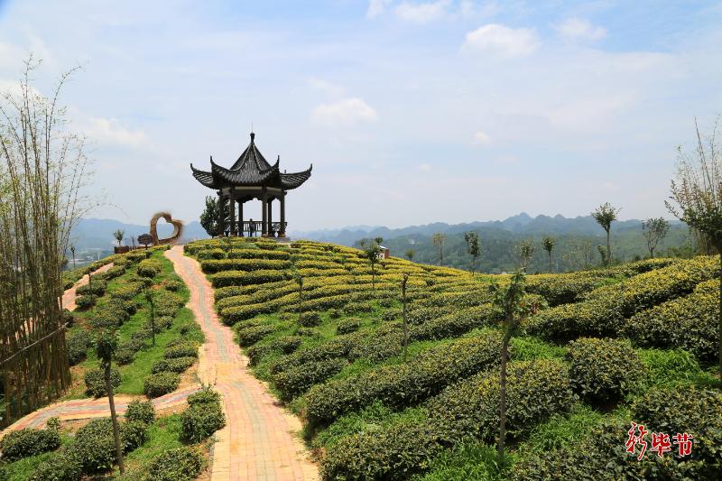 毕节：植此新绿不负青山