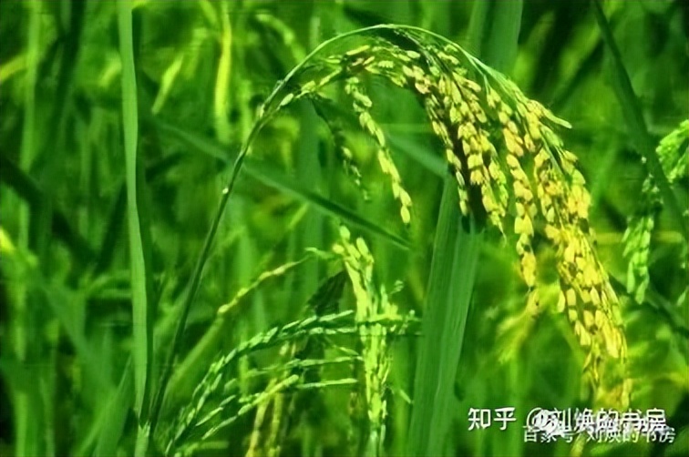 为什么明朝没有办法统一北方,明朝为什么会统治越南