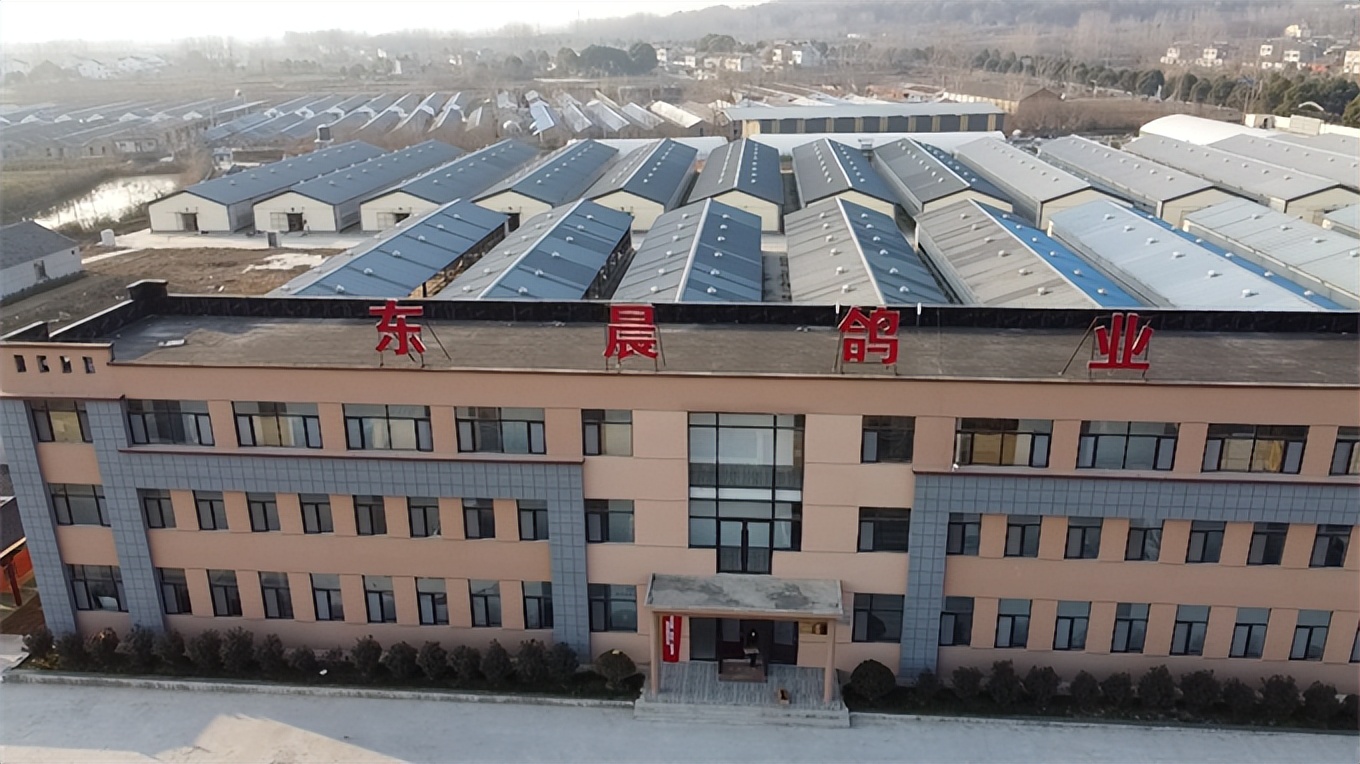 小鸽子创业,小鸽子成长之路