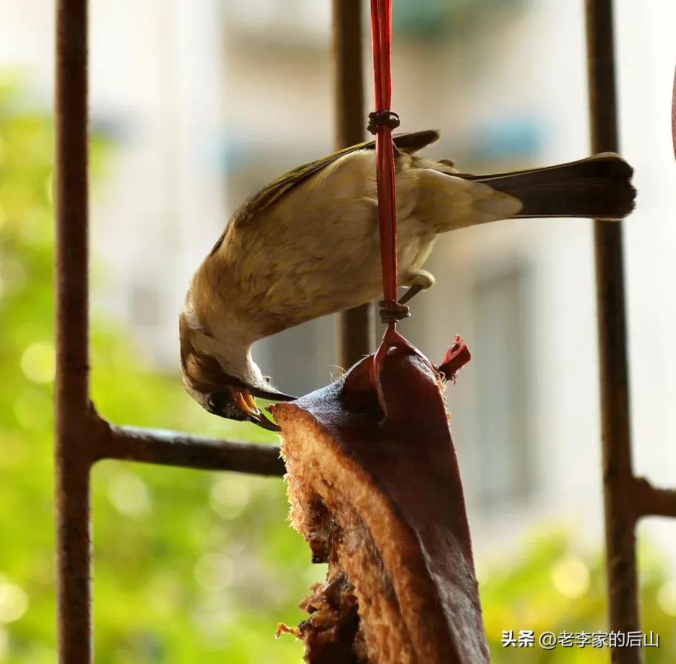 晾晒的香肠招蚊虫,晒腊肉香肠有苍蝇怎么办