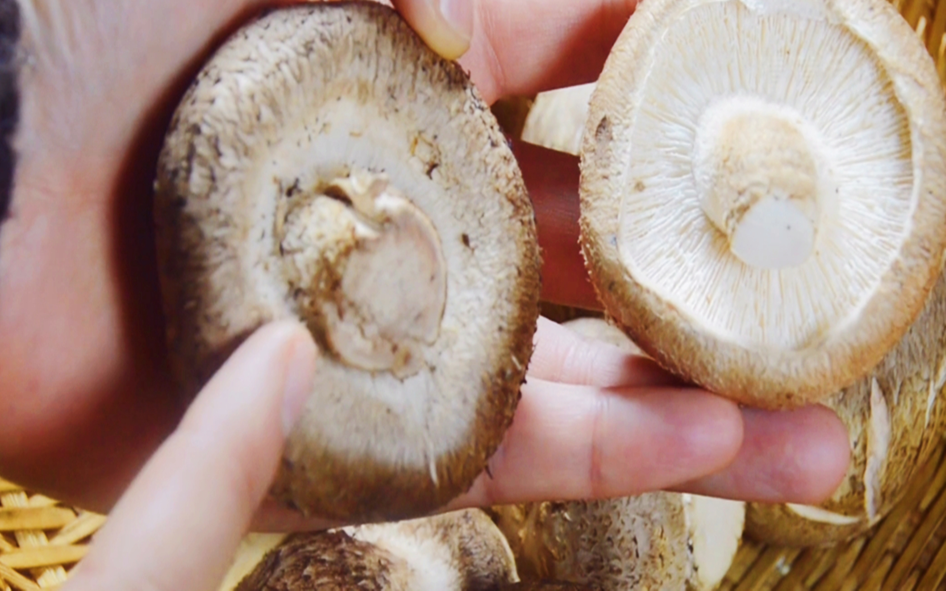 香菇四种不宜买,香菇的三大禁忌