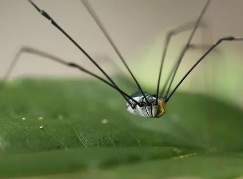家里经常出现的小虫子有哪些,最近家里总是出现那种小虫子