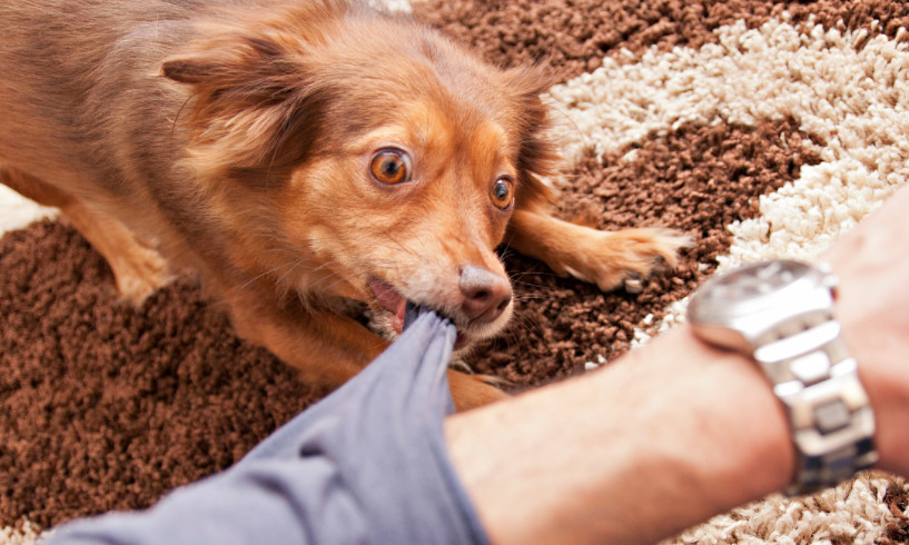 狗狗有小毛病指南,狗狗有这几个坏毛病说明智商高