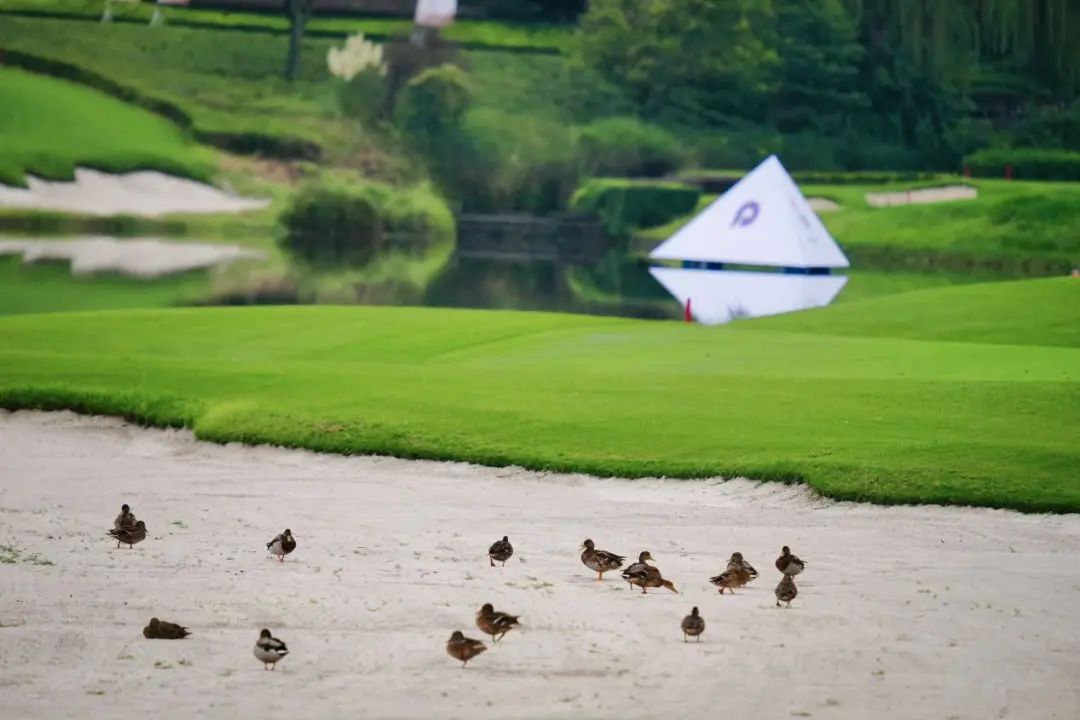 广汽honda2020中国业余公开赛肇庆,湖南广汽honda中国业余公开赛