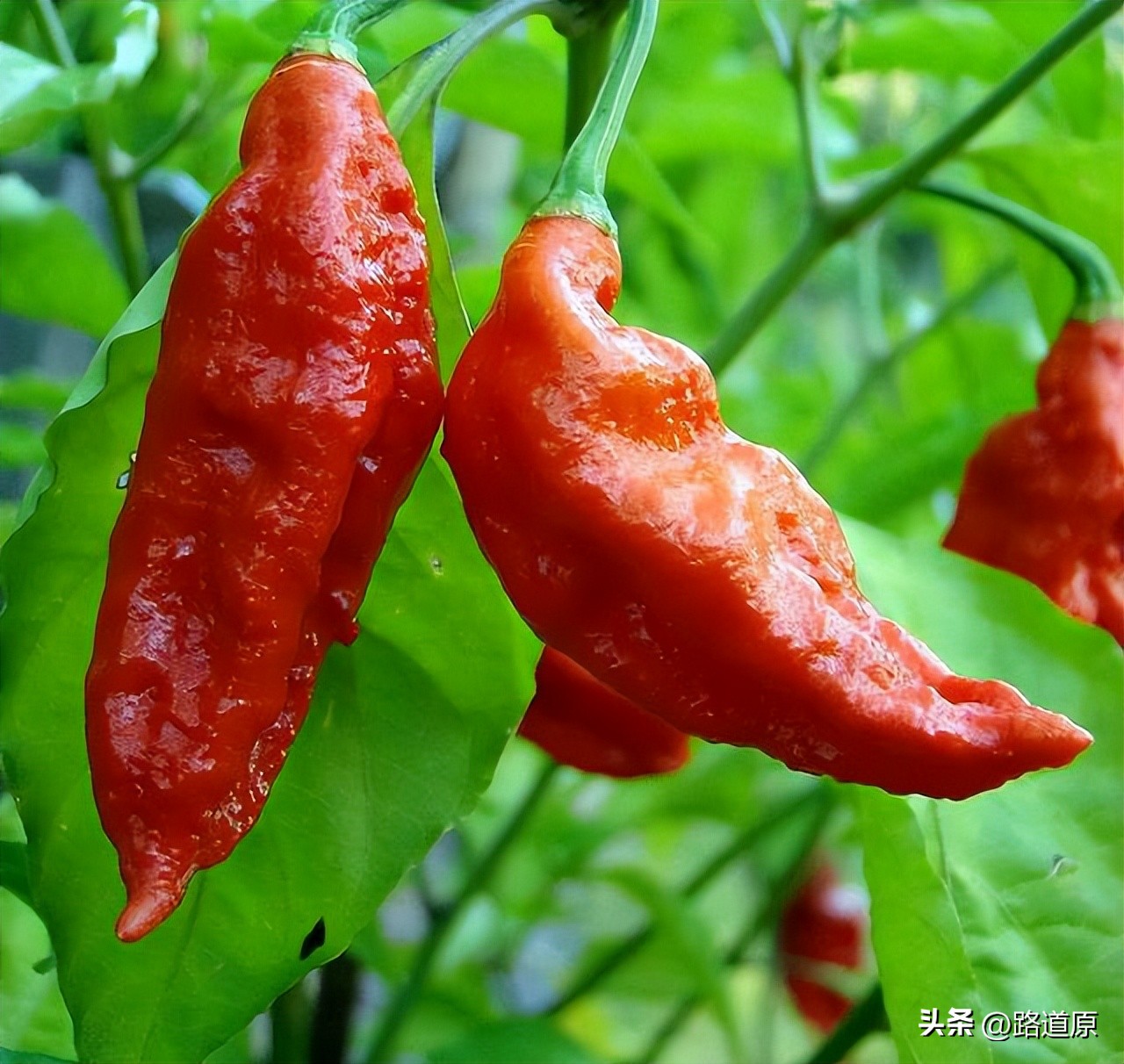 辣死一头牛的辣椒,挑战吃最辣的五种辣椒