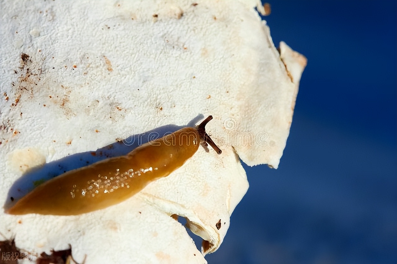 鼻涕虫怎么爬进了屋中,鼻涕虫怎么进到室内的