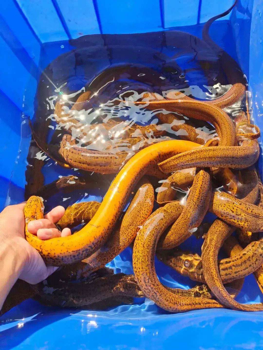 张宗海，*养包**情人的三个标准：大学生、长的漂亮、还得是处女