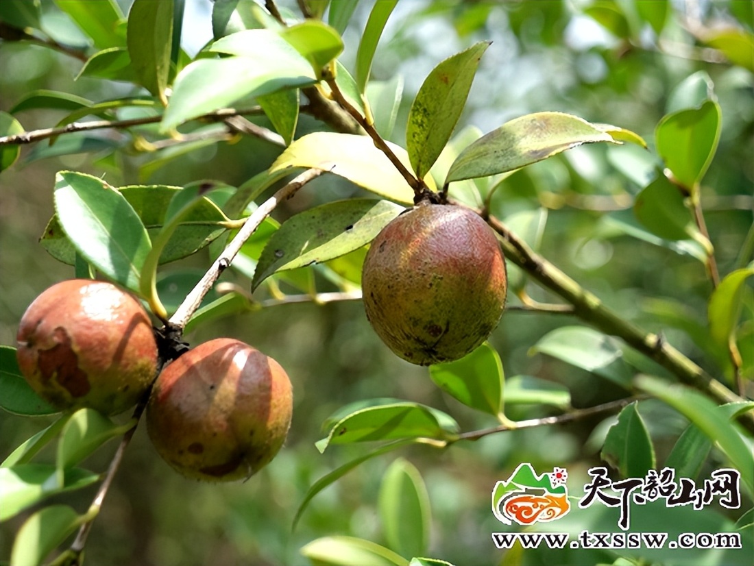 韶山平里村驻村工作队,湖南韶山乡村振兴