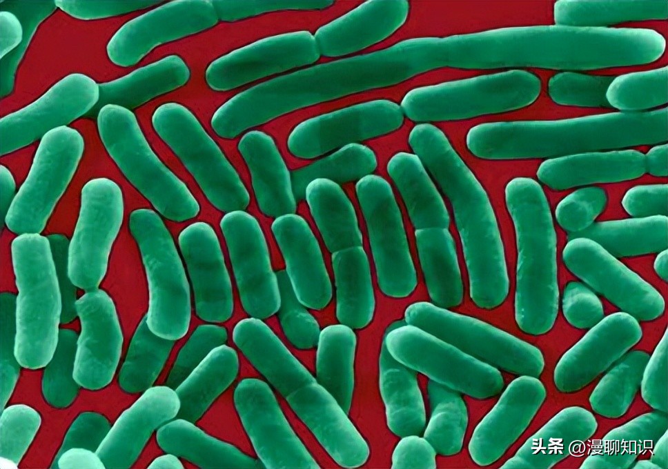 沙门氏杆菌遇高温能消灭吗,沙门氏菌对营养要求高吗