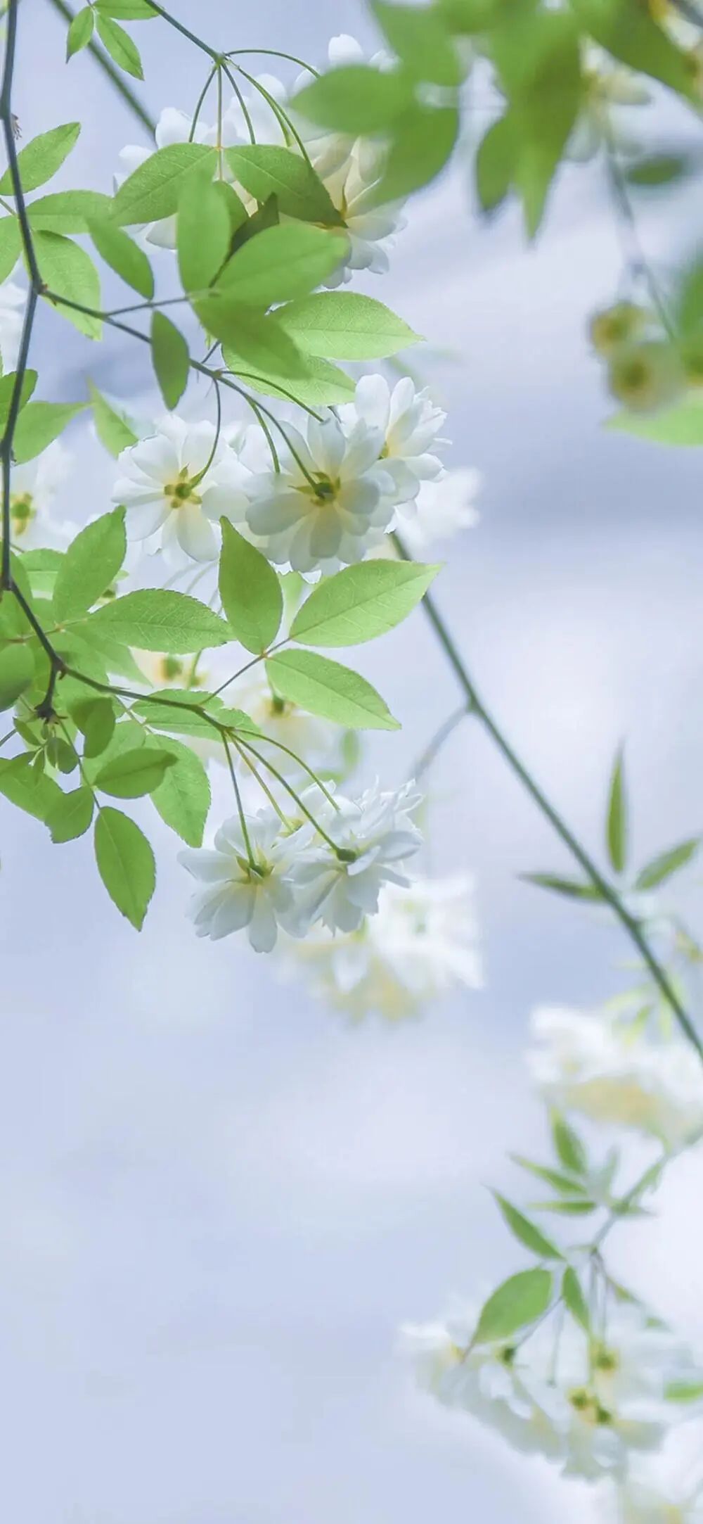 100张全屏绿色山水护眼壁纸,2021超清绿色护眼壁纸风景