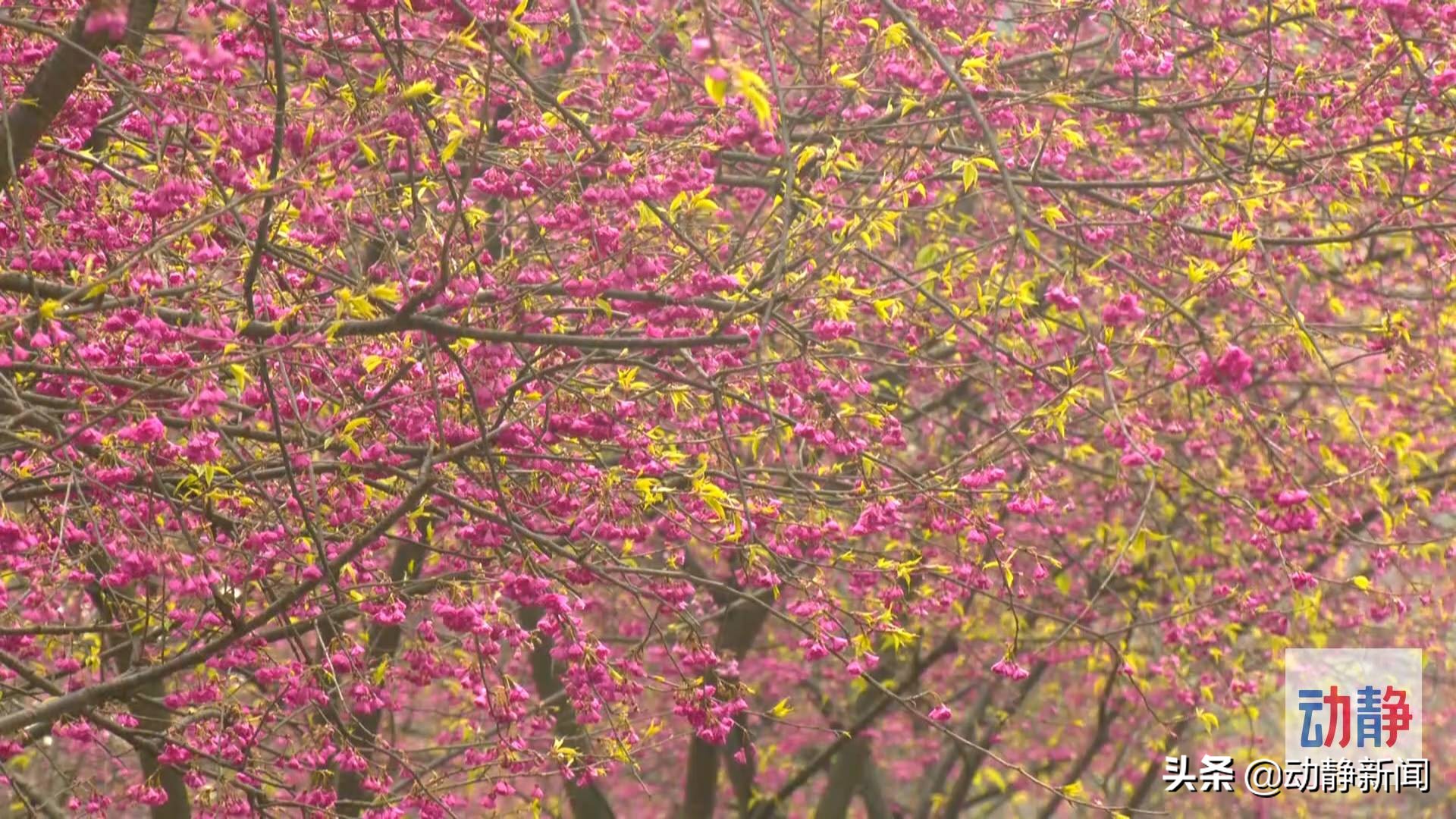 贵州赤水的美景,赤水浪漫景点