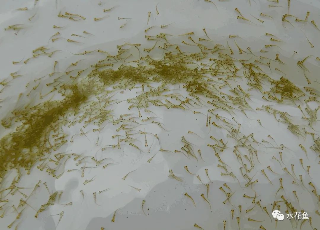 家鱼养殖如何投苗,养殖鱼技术和鱼苗