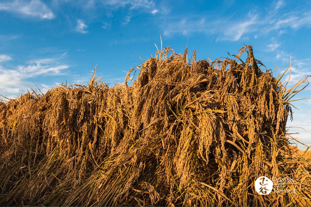 五常稻米原粮稻花香2号,原粮稻花香2号五常稻米