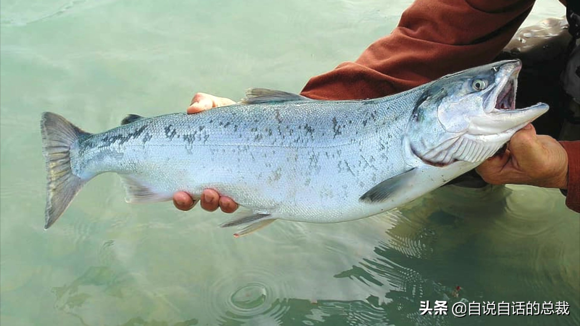 国内的假三文鱼是什么鱼,哪种才是真正的三文鱼