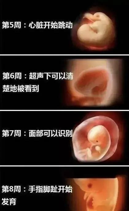 胎宝宝每个月发育全过程图,胎宝宝1到10个月变化过程