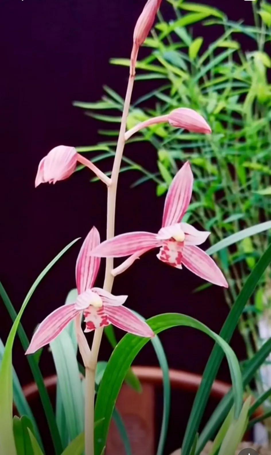 最名贵十种兰花盆景欣赏,名贵野生兰花