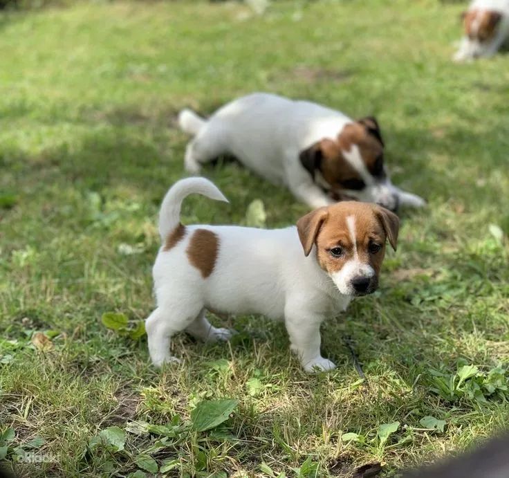 喜欢我我的梦想,我喜欢理想