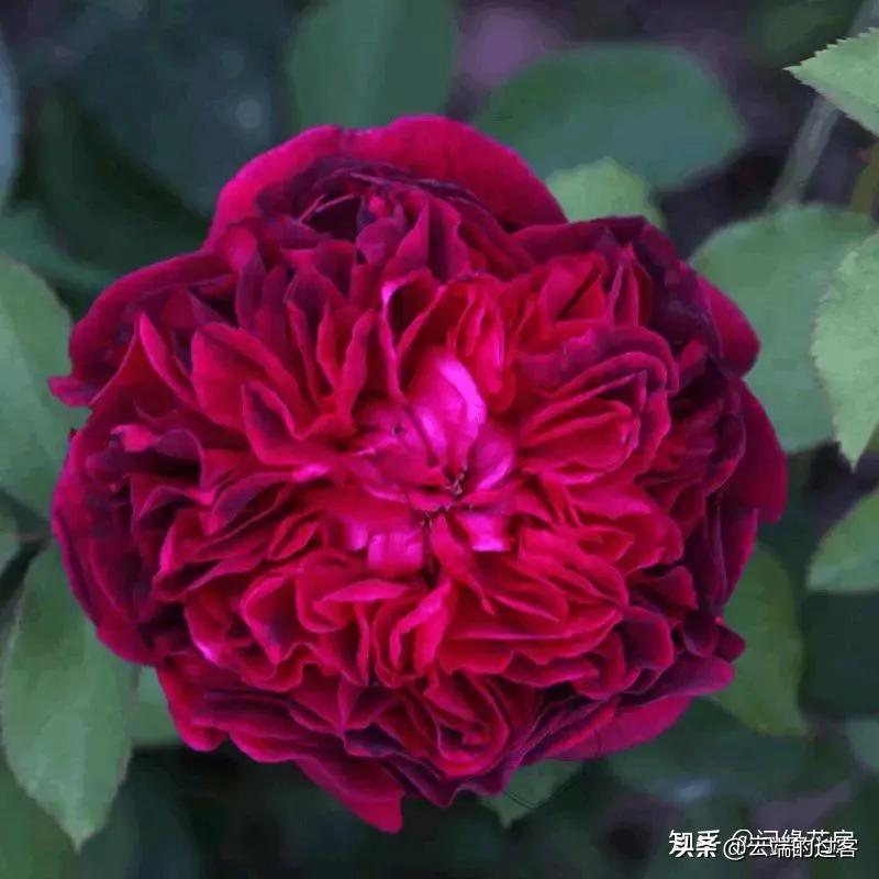 1到99朵玫瑰的含义图片,1到99朵玫瑰花语是什么