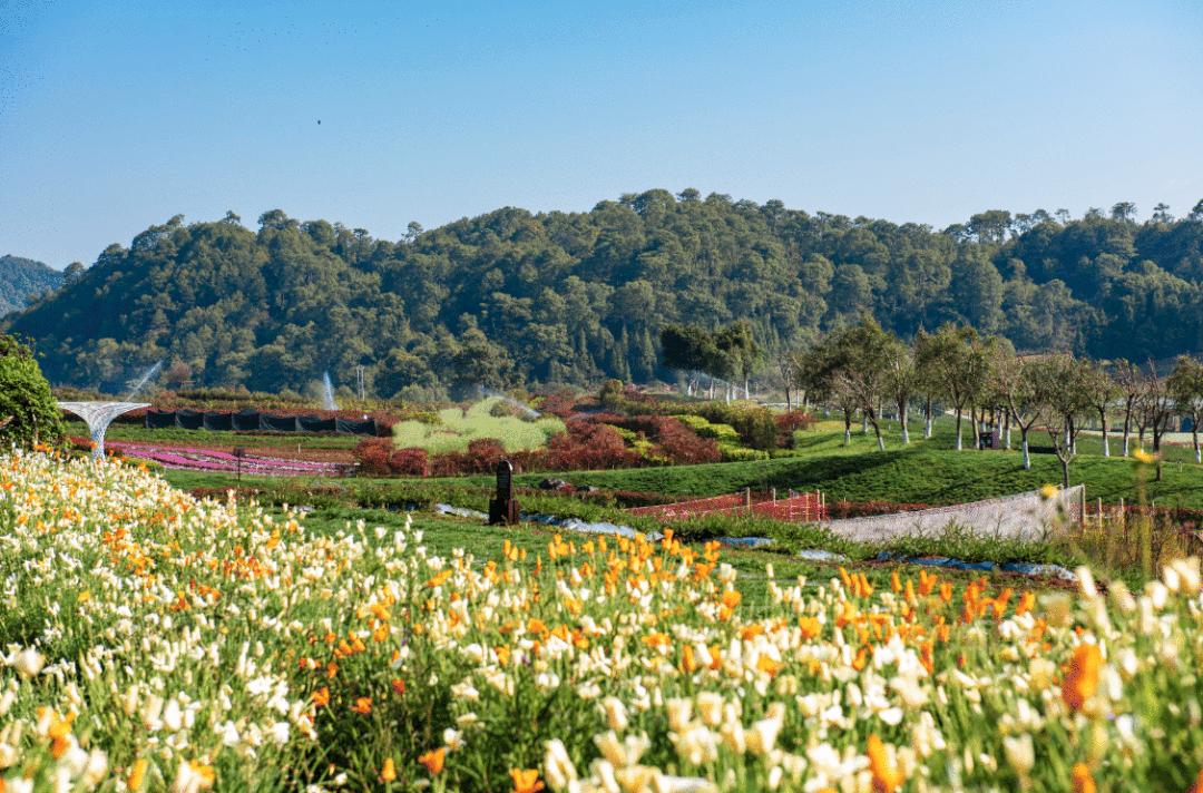 5·19幸福旅程从保山开始丨五一游腾冲,绝美栖花岭:天空之伞+千亩花海+粉色沙滩+福利