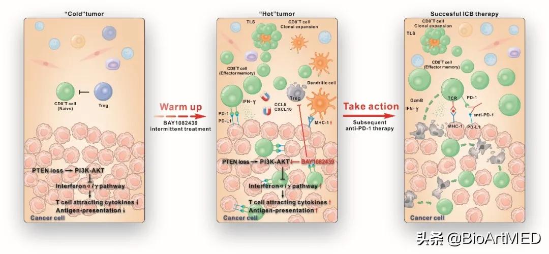 NC|“冷”肿瘤转化为“热”肿瘤从而促进前列腺癌免疫治疗新机制