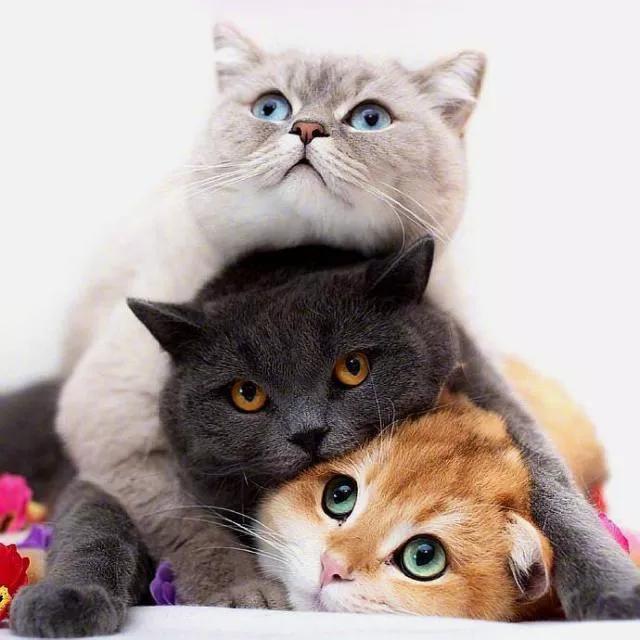 宠物黑色素瘤怎么去除,猫咪黑色素瘤发病原因