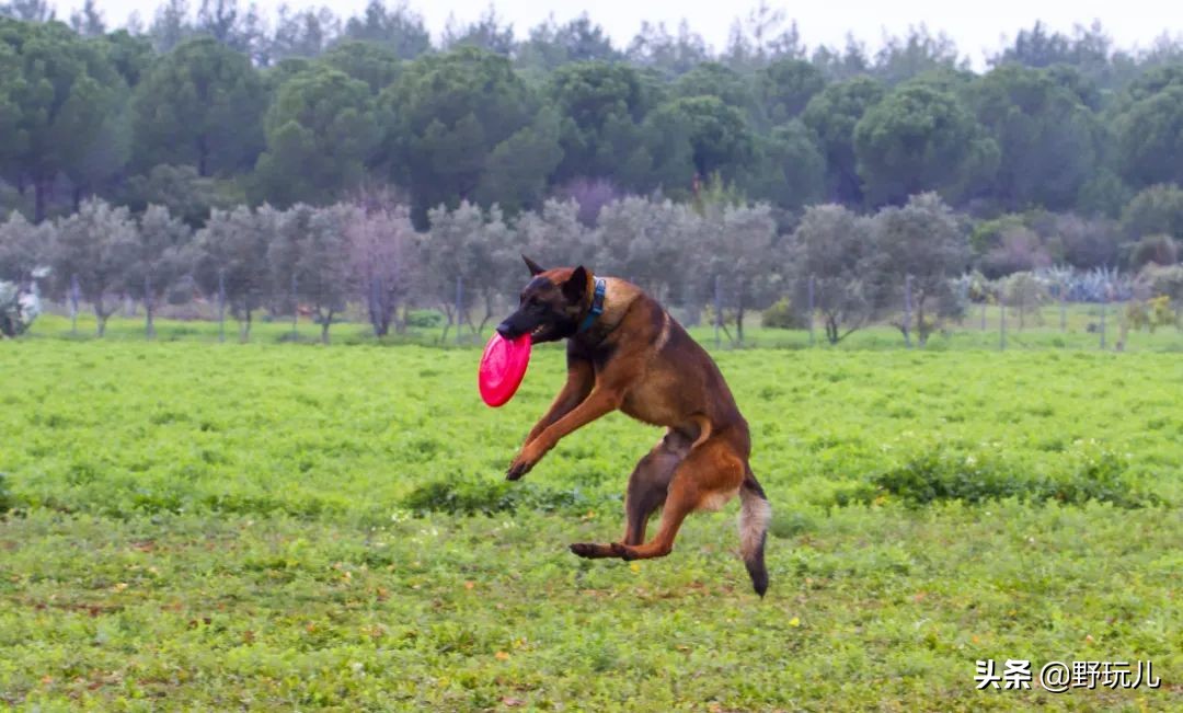 在北京不玩飞盘，你已经被踢出90%的户外圈