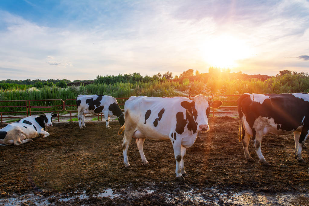 06年日商在中国租1500亩地，搁置5年鲜有过问，神秘背后大有文章