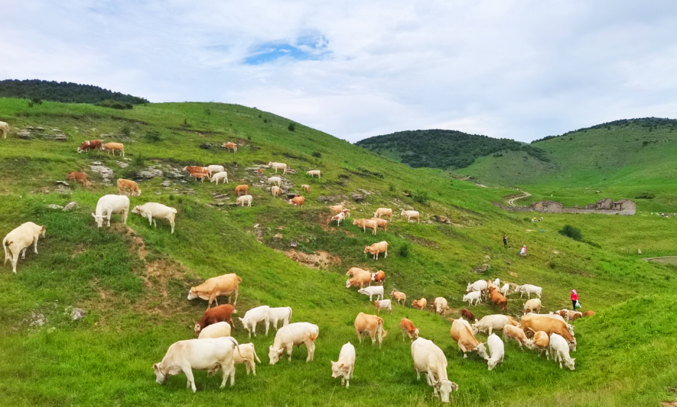 山*藏西**着个“小*疆新**”，花海湖泊草甸似仙境，不收费的满分避暑地