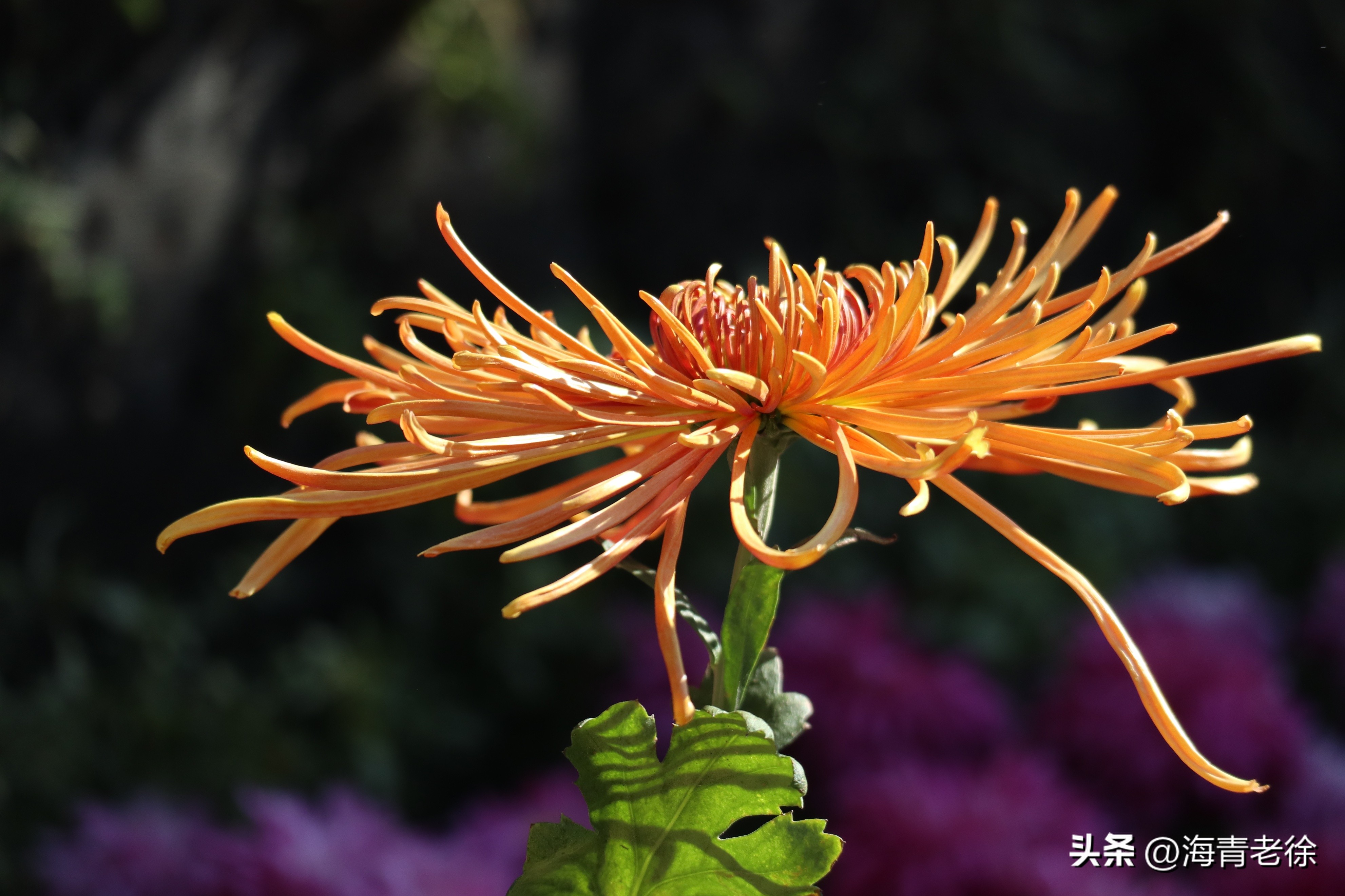 描写菊花凌霜绽妍的诗句,中国十大名花梅花图