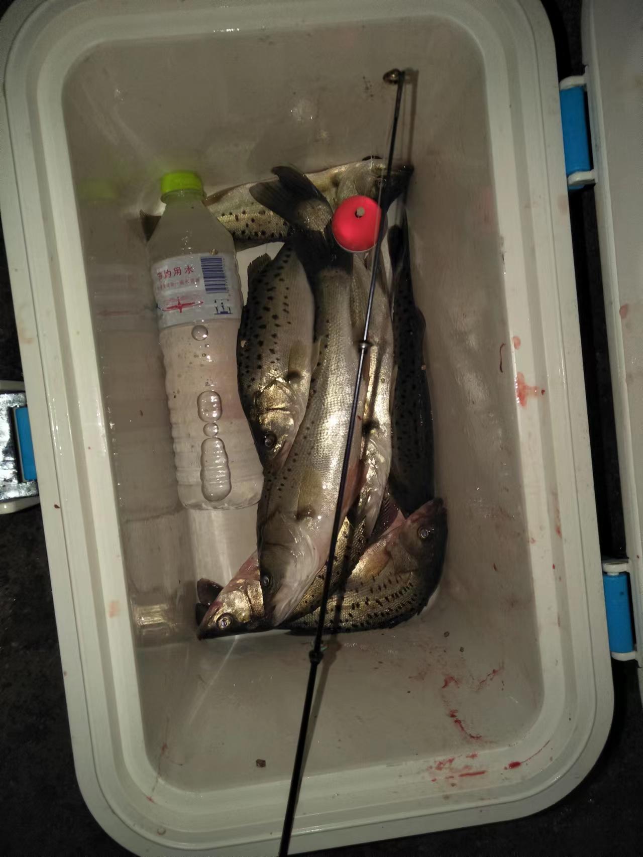 近海钓海鱼技巧,淡水海鲈怎么钓和找位置