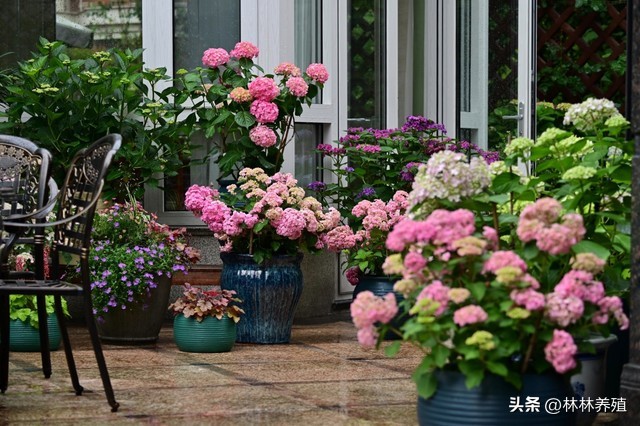 懒人养花就养这几种好养活不怕死,养这10种花越养家里越干净