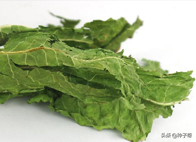 养兔子种什么牧草？这款牧草吃多不拉稀，能止泻，亩产10吨以上