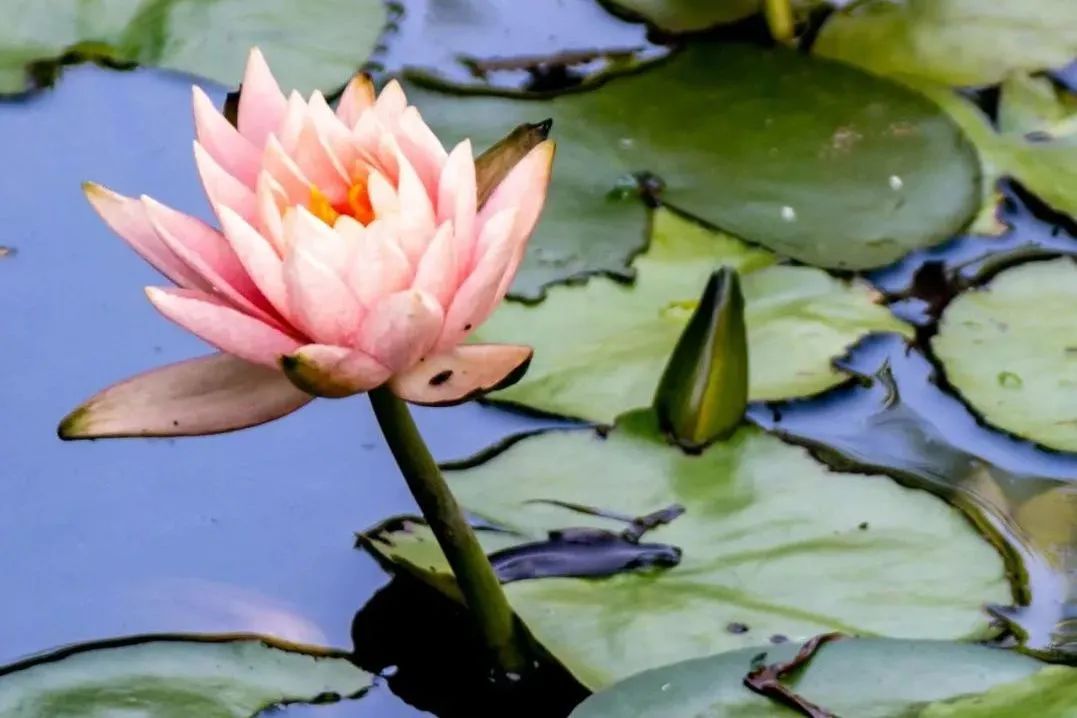 美翻了，四川高职院校风景如画，在这读书好巴适！