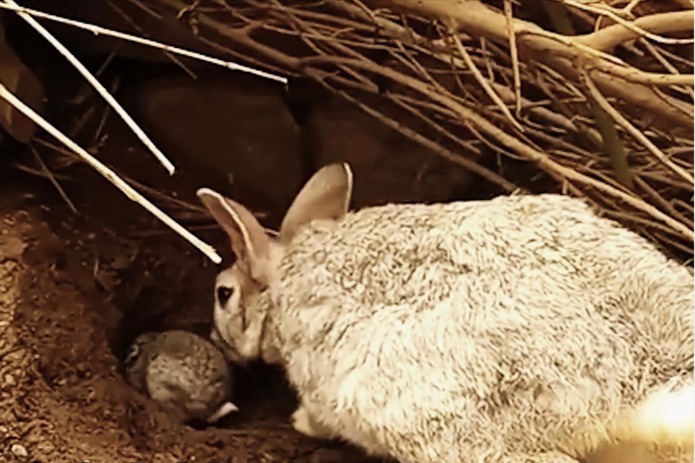 国外野兔泛滥成灾后续,国外野兔泛滥成灾