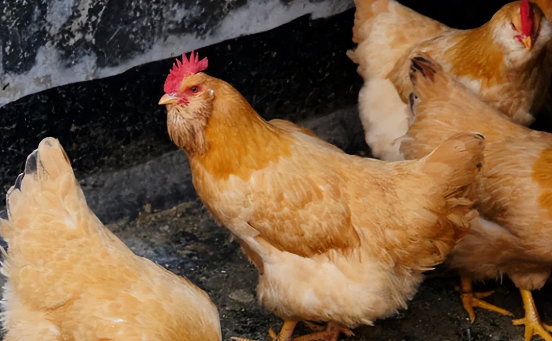 鸡怪叫的原因及治疗方法,什么会导致鸡出现鸡怪叫