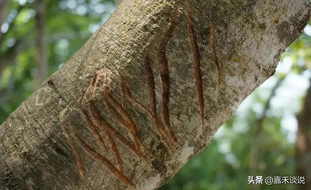 虎王战斗力前十排名,虎王战斗力排名前十介绍