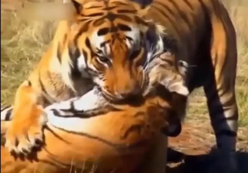 老虎老了会饿死吗,狮子老虎为什么要灭绝