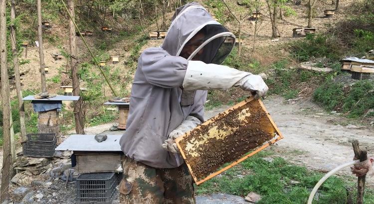 周正龙东北虎造假事件,周正龙养蜂致富