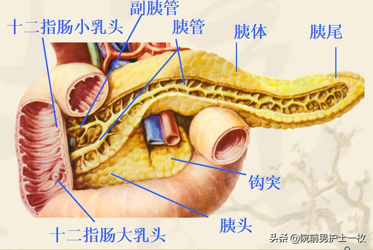 呕血病人紧急护理评估要点,急救人出血怎么处理