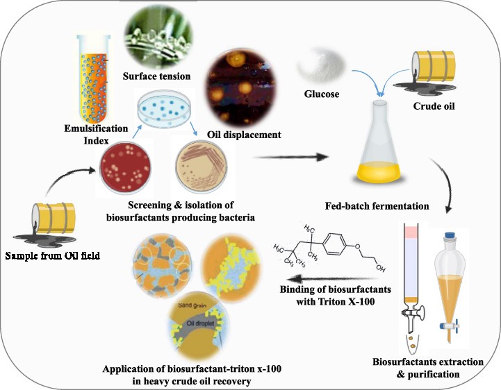 子囊菌门真菌：生物表面活性剂的有益生产者