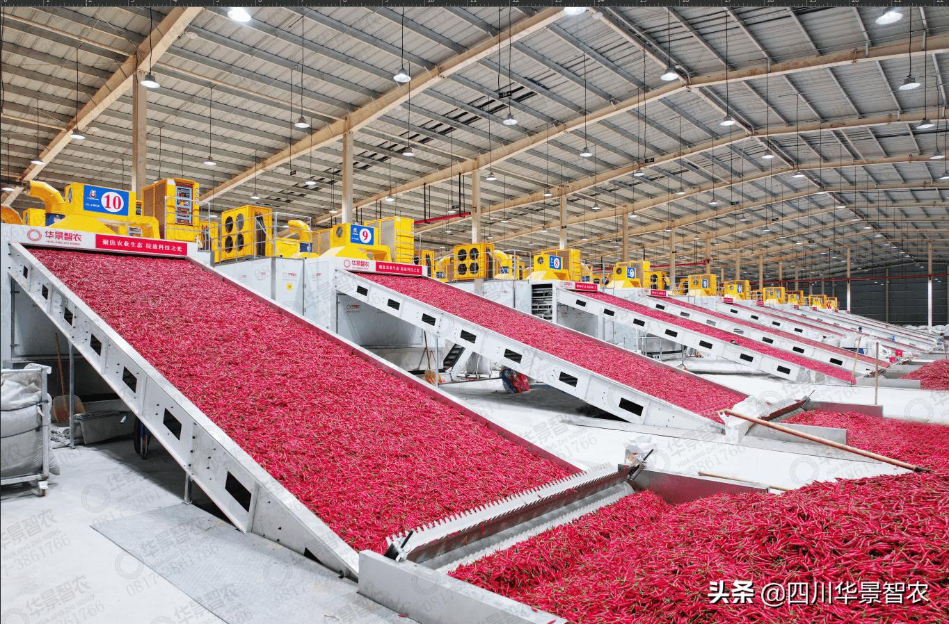 桔黄色特辣干辣椒,四川风味麻辣红油辣椒