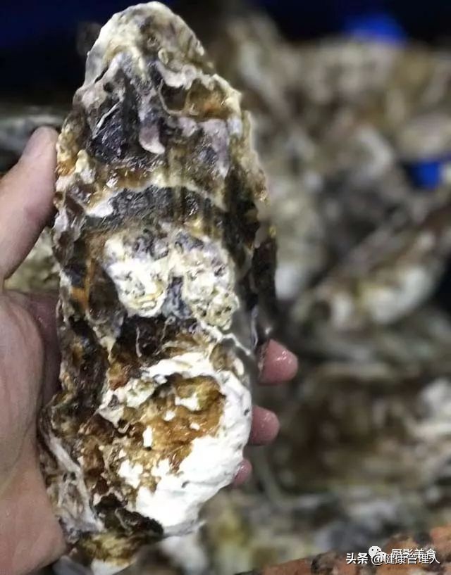 世界顶级海鲜食材,世界顶级的海鲜视频