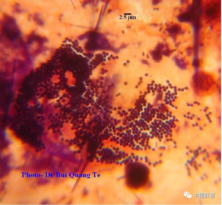 微孢子虫亚门,水产养殖微孢子虫