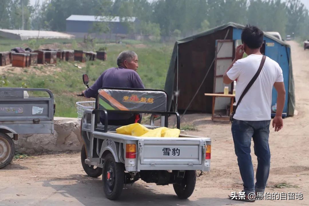 五一快到了农村拔蒜苔,五一劳动节收蒜苔