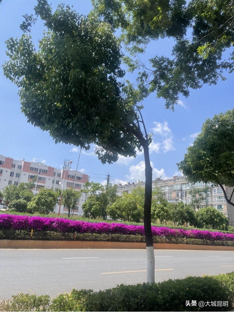 补绿换绿增绿！西山区道路沿线景观将焕然一新