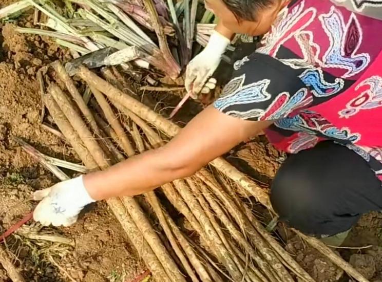 牛蒡出口日本需求量,日本的牛蒡