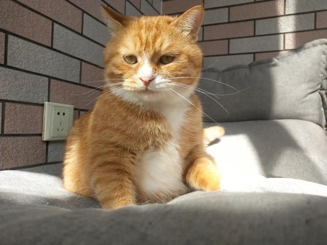 猫咪被我打的腿瘸了怎么办,猫咪跑跳都没事但走路腿瘸