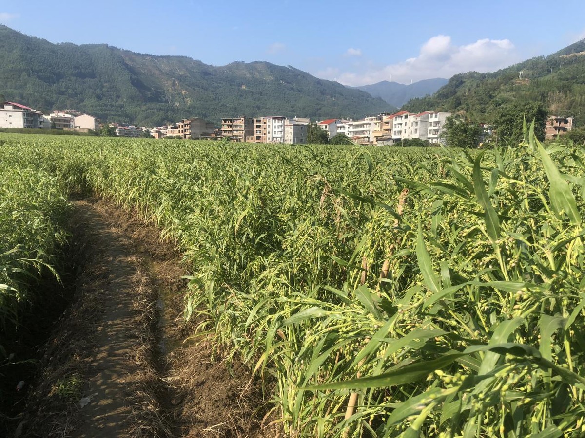 福建金沙薏米特产介绍,福建金沙薏米批发价格