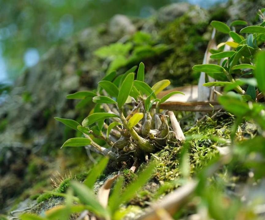 野生鲜石斛多少一克,一般野生石斛干品多少一克